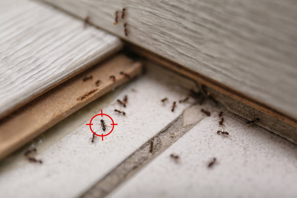 Best Spider Control Near Me  in Winfield, TN