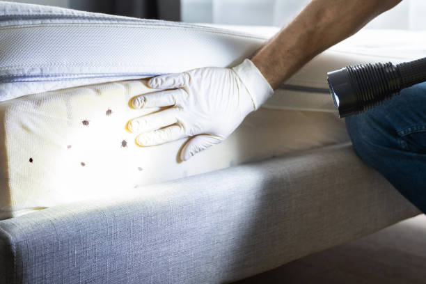 Reliable Winfield, TN Pest Control Solutions